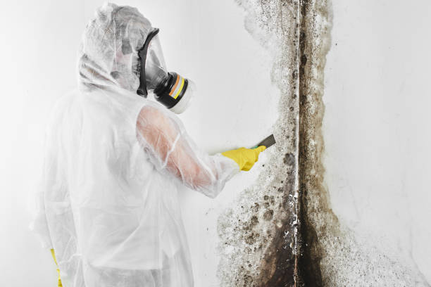 Best Fast Mold Removal  in Wapakoneta, OH