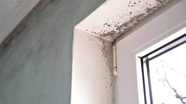 Mold Testing and Removal in Wapakoneta, OH