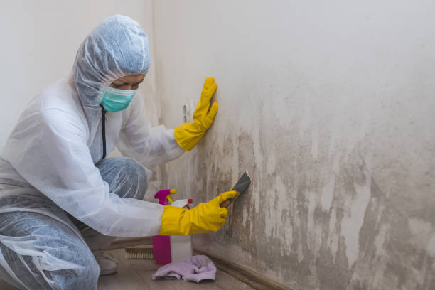 Best Best Mold Removal Companies  in Wapakoneta, OH