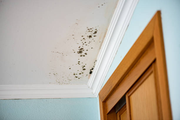 Best Certified Mold Removal  in Wapakoneta, OH