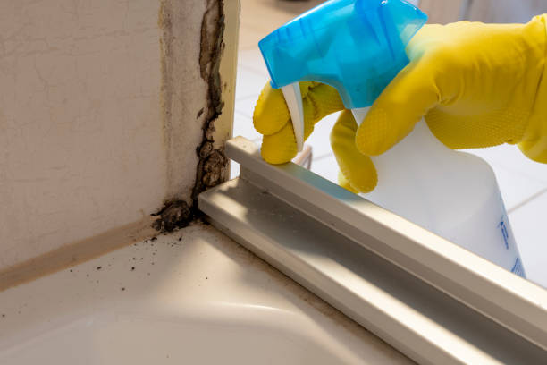 Best Mold Cleaning Services  in Wapakoneta, OH