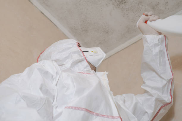 Mold Removal and Inspection in Wapakoneta, OH