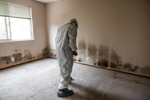 Best Local Mold Removal Service  in Wapakoneta, OH